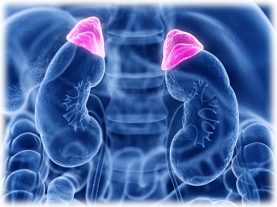 Adrenal Fatigue